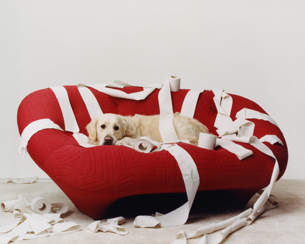 PB 09 Canine Chaos 4 nara lee